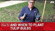 How and When to Plant Tulip Bulbs - Ace Hardware