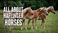 Haflinger Horses: Everything You Should Know