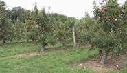 Late spring freeze takes a bite out of the New York apple harvest; here's what you might see