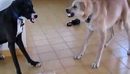Dog VS. other Dog (My two dogs fighting over a bone)
