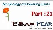 Biology Morphology of Flowering Plants part 21 (Flower Parts : Calyx, Corolla) CBSE class 11