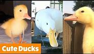 Silly Cute Ducks | Funny Pet Videos
