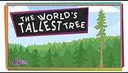 The World's Tallest Tree! | Science for Kids