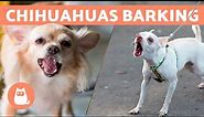 CHIHUAHUAS BARKING COMPILATION 🐶🔊 (Angry, Happy and Crying Chihuahuas)