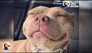 Sweetest Pit Bull Has The World's Best Smile | The Dodo