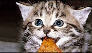 Funny Cats Eating Pizza