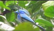 Celestial Monarch in Surigao del Sur, Mindanao, Philippines