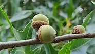 Complete Guide to Pin Oak Trees, Quercus palustris | Growit Buildit