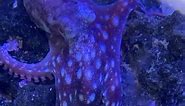Starry night octopus! discoveraquaticsshop #aquariums #fishtanks #reeftanks #saltwaterinvertebrates #octopus #starrynightoctopus #cuttlefish #cephalopod | Nick Tobler