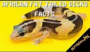 12 Amazing Facts about the African Fat Tailed Gecko Pet!