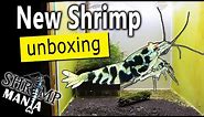 Amazing GALAXY TIGER SHRIMP unboxing! Shrimp Mania channel update