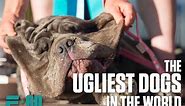 Meet the ugliest dogs in the world | E:60