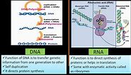 RNA vs DNA