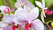 Top 26 Beautiful Orchid Flowers