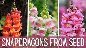 My New Favorite Flowers ... Snapdragons! 🌸🌸🌸 || Growing Snapdragons From Seed || Cut Flower Garden
