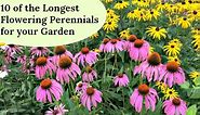 10 of the Longest Flowering Perennials for Your Garden