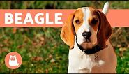 Beagle Dogs – History, characteristics and training