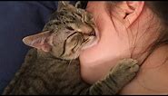 When Cat Showing Their Love to Their Human by Their Cute Way