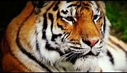 Bronx Zoo Tiger Attack; Powerful Animal Mauls Young Man