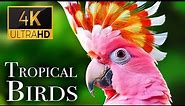 Tropical Birds with Names and Sounds in 4K - Scenic Relaxation Film