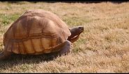 World's Most Rare Tortoise! Kamp Kenan S3 Episode 30