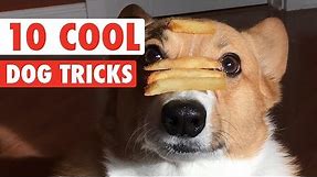 10 Cool Dog Tricks || Awesome Compilation