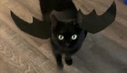Adorable Cat Dressed As Bat