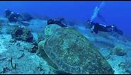 Biggest Sea Turtle in the Caribbean