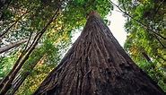 The 10 Largest Trees in the World