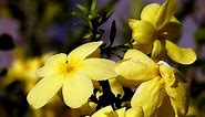 Jasmine Plant: How To Grow and Care for Jasminum