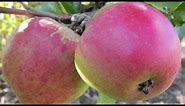 How to Plant a Fruit Tree - Essential Steps