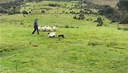 IRELAND SHEEP HERDING DEMONSTRATION 🐑 Irish collie working dog 🇮🇪