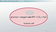 Electron Carriers in Cellular Respiration | Role & Process