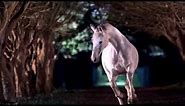 The Tudors - Final scenes - The Horse Dream