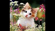 25 cute kitten wallpaper||cute cat||cats beautiful wallpaper |||