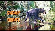 Swamp Bears in the Big Cypress National Preserve.