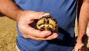 Rarest Tortoises in the World!