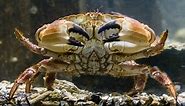 The 10 Largest Crabs In The World