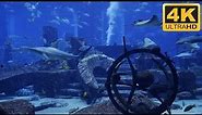 Awesome 4K Shark Aquarium - Download as PC or TV Shark Screensaver