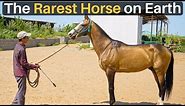 The RAREST HORSE on Earth (Akhal-Teke)
