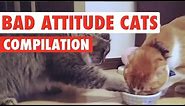 Bad Attitude Cats Video Compilation 2016