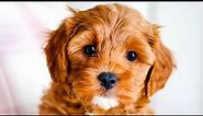 Cavapoo - The Ultimate Top 10 Pro's and Cons Guide