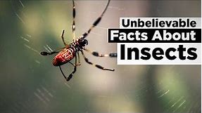 Unbelievable Facts About Insects