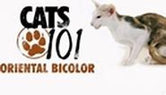 Oriental Bicolor | Cats 101