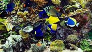 ✔ Beautiful Real Colourful Marine Fish Aquarium! Relaxing Natural Sounds