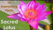 10 Interesting Facts about Sacred Lotus