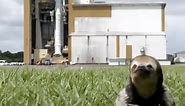 Sloth Appears at Jupiter Mission Launch Site in ESA Broadcast