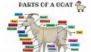 Goat Anatomy: Parts of a Goat in English with Pictures • 7ESL