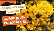 Growing and Caring for Gorse (Ulex europaeus): Tips and Tricks for a Thriving Plant