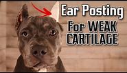 Ear Posting For Weak Cartilage,after original posting,Bullies,XL bullies,Pitbulls,Cane Corso,etc